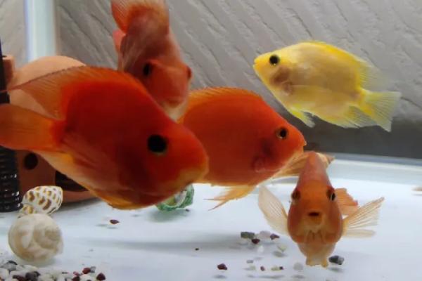 鹦鹉鱼产卵了如何处理,可选择投喂给其它鱼类