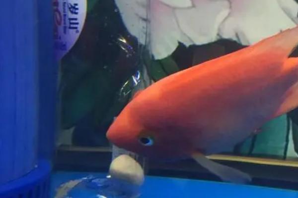 鹦鹉鱼产卵了如何处理,可选择投喂给其它鱼类