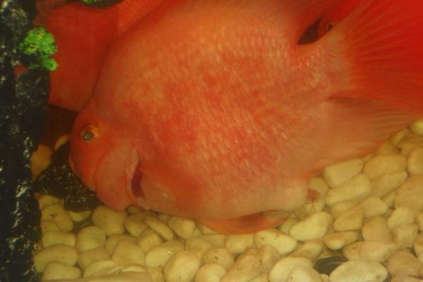 鹦鹉鱼产卵了如何处理,可选择投喂给其它鱼类