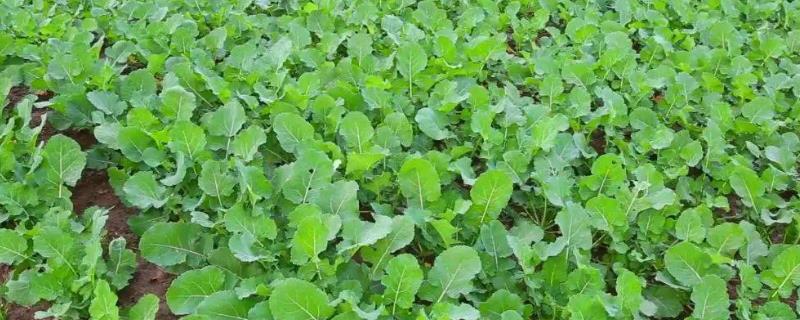 油菜肥害防治的小技巧