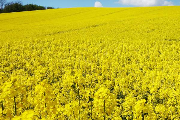 油菜肥害防治的小技巧,提倡施用酵素菌沤制的堆肥和腐熟有机肥