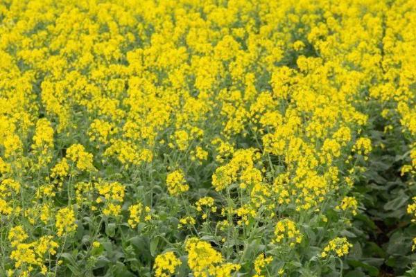 油菜肥害防治的小技巧,提倡施用酵素菌沤制的堆肥和腐熟有机肥