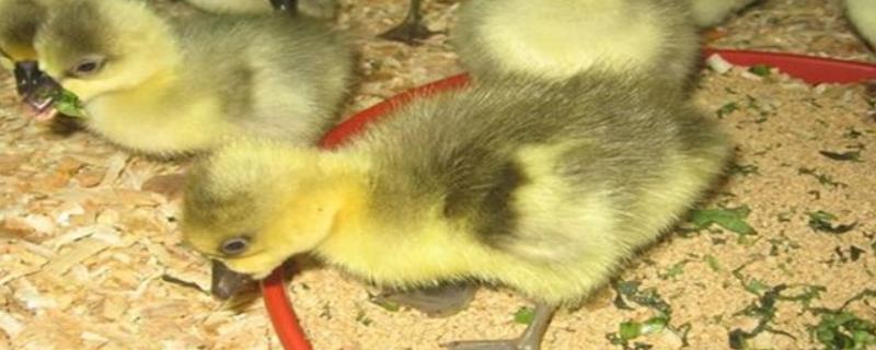 小鹅能否感受到饥饱