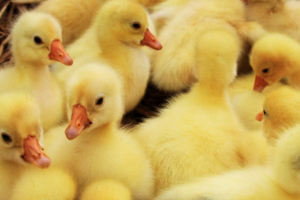 小鹅能否感受到饥饱,可感知饥饱,但最好是控制好饲喂量