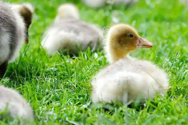 小鹅能否感受到饥饱,可感知饥饱,但最好是控制好饲喂量
