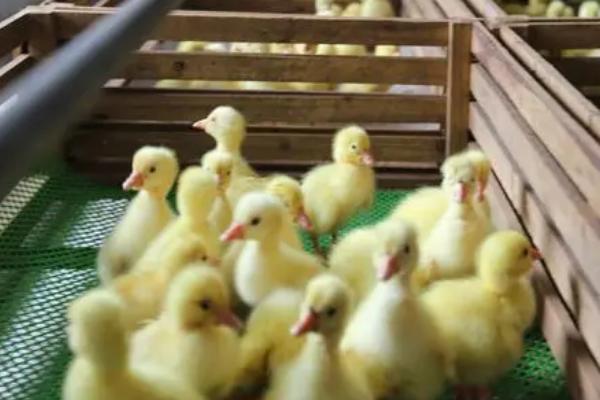 小鹅能否感受到饥饱,可感知饥饱,但最好是控制好饲喂量