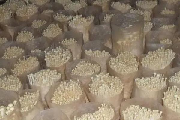 培育金针菇有哪些杨树副产品配方,可将杨树皮屑、棉籽壳作为主料