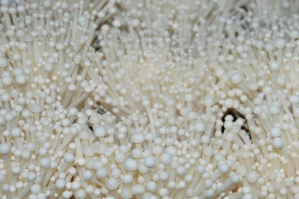 培育金针菇有哪些杨树副产品配方,可将杨树皮屑、棉籽壳作为主料