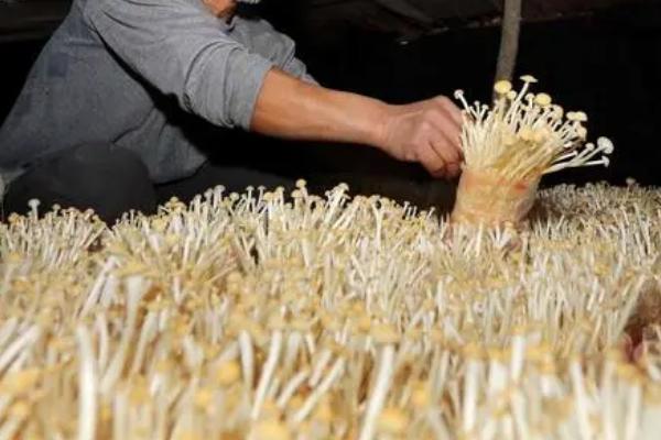 培育金针菇有哪些杨树副产品配方,可将杨树皮屑、棉籽壳作为主料
