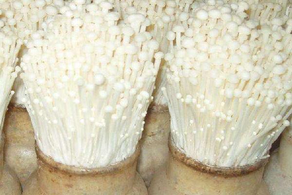 培育金针菇有哪些杨树副产品配方,可将杨树皮屑、棉籽壳作为主料