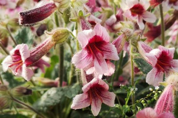 地黄的产地,河南、辽宁、河北等为主产地