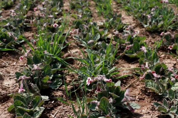 地黄的产地,河南、辽宁、河北等为主产地