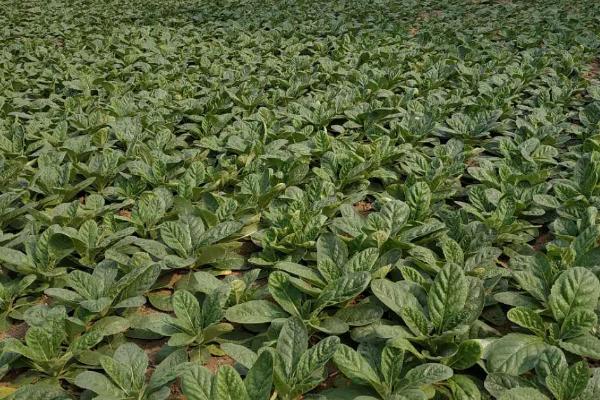 地黄的产地,河南、辽宁、河北等为主产地