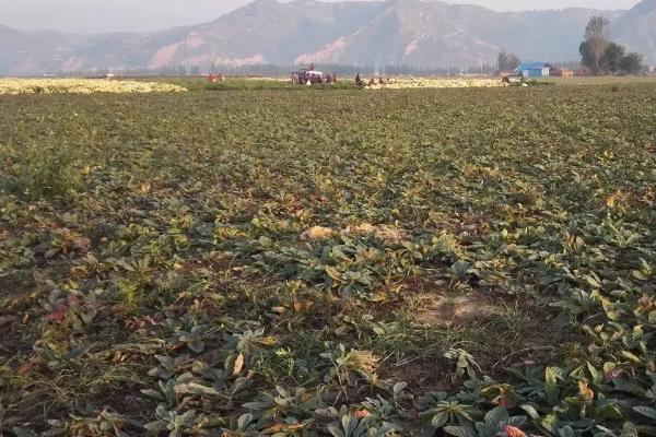 地黄的产地,河南、辽宁、河北等为主产地