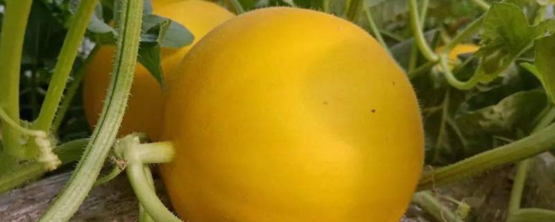 黄河蜜什么时候修剪