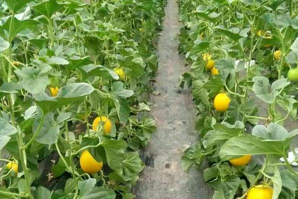 黄河蜜什么时候修剪,叶片生长期和幼瓜生长期都可修剪