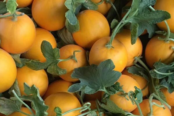 黄河蜜什么时候修剪,叶片生长期和幼瓜生长期都可修剪