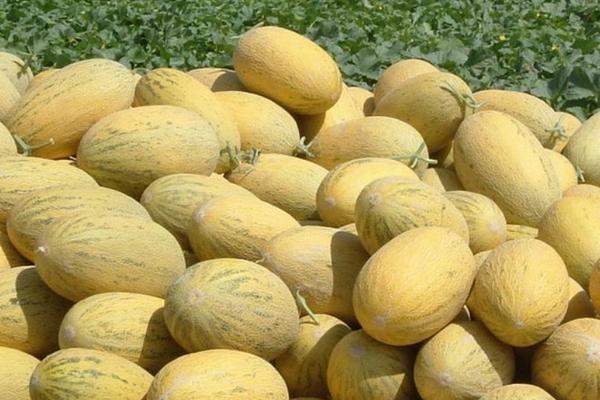 黄河蜜什么时候修剪,叶片生长期和幼瓜生长期都可修剪