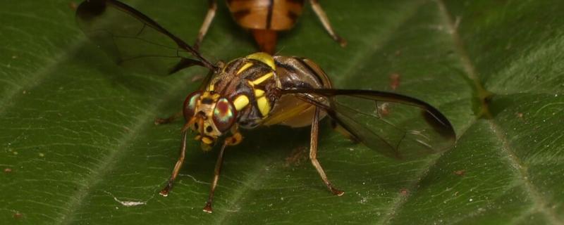 防治南瓜实蝇的方法