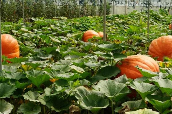 防治南瓜实蝇的方法,果实套袋可起到不错的防治作用