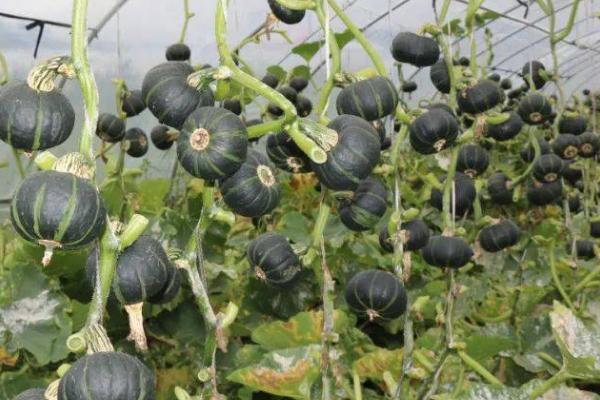 防治南瓜实蝇的方法,果实套袋可起到不错的防治作用