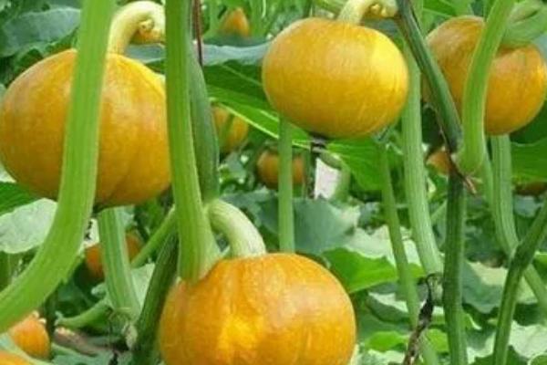 防治南瓜实蝇的方法,果实套袋可起到不错的防治作用