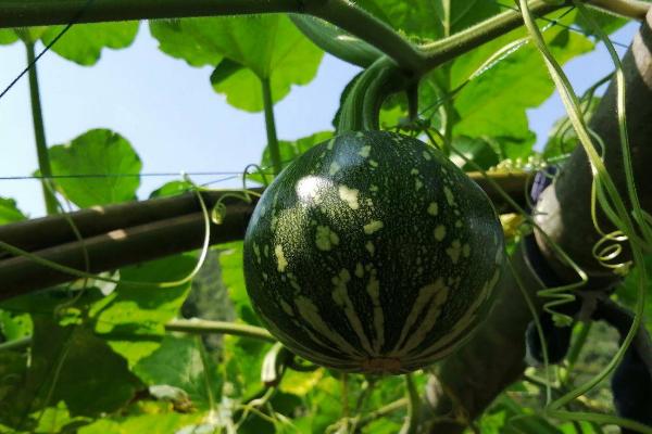 防治南瓜实蝇的方法,果实套袋可起到不错的防治作用