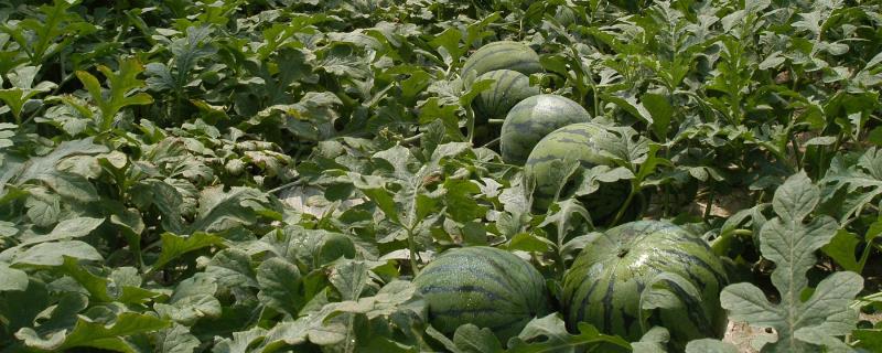 西瓜王培育方法