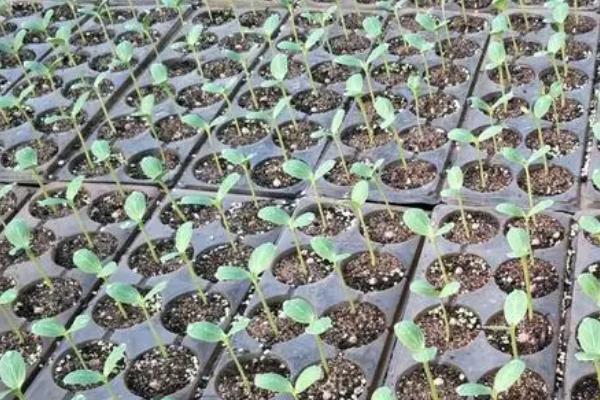 西瓜王培育方法,要提早育苗