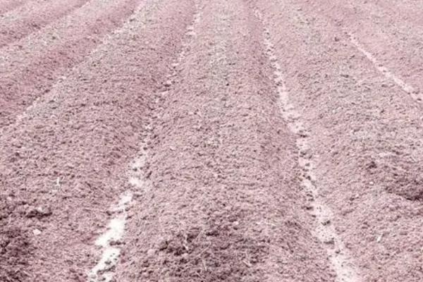 西瓜王培育方法,要提早育苗