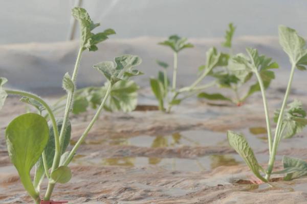 西瓜王培育方法,要提早育苗