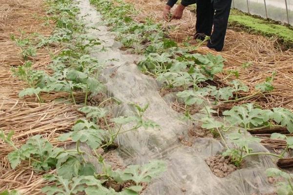 西瓜王培育方法,要提早育苗