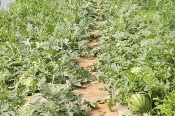 西瓜王培育方法,要提早育苗