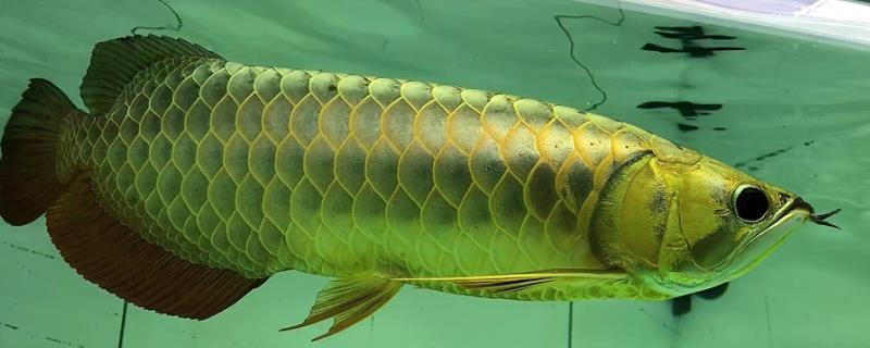 金底金龙鱼好不好养