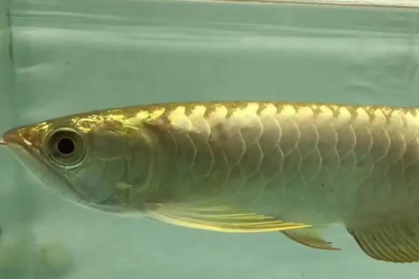 金底金龙鱼好不好养,饲养难度不大