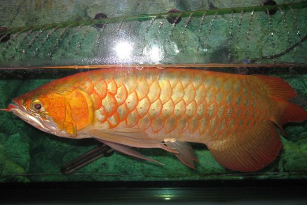 金底金龙鱼好不好养,饲养难度不大