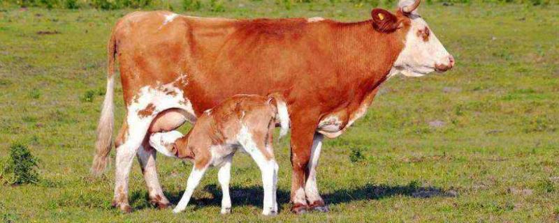 母牛尾根塌陷多久产仔
