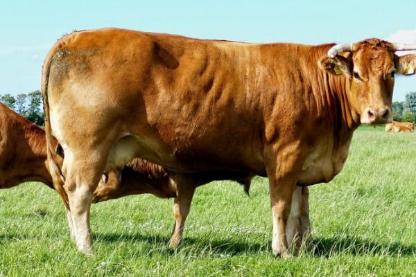 母牛尾根塌陷多久产仔,大约10天之后就会产仔