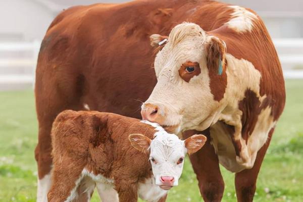 母牛尾根塌陷多久产仔,大约10天之后就会产仔