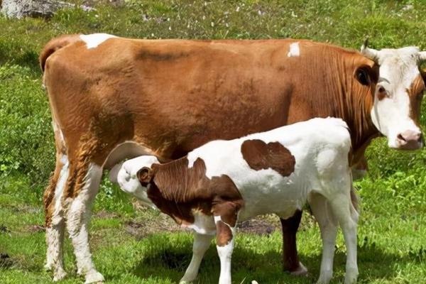 母牛尾根塌陷多久产仔,大约10天之后就会产仔