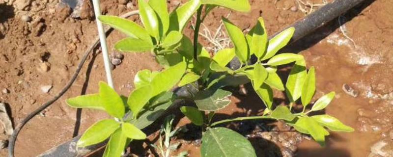 滴灌肥的选用原则