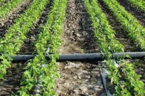 滴灌肥的选用原则,谨记这4点
