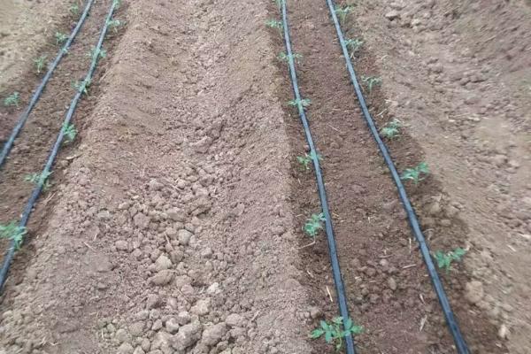 滴灌肥的选用原则,谨记这4点