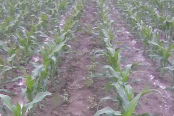 滴灌肥的选用原则,谨记这4点