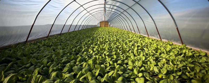 秋高温大棚蔬菜应对措施