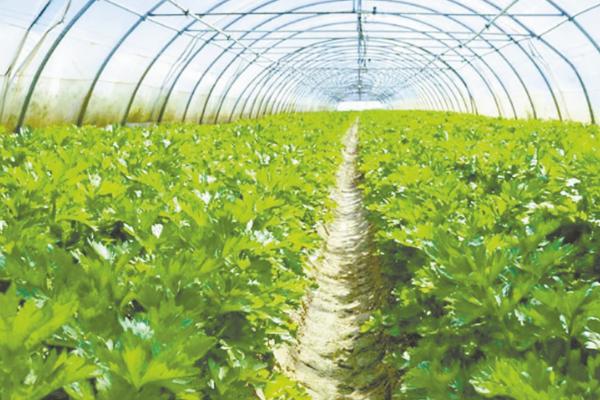 秋高温大棚蔬菜应对措施,及时通风很关键