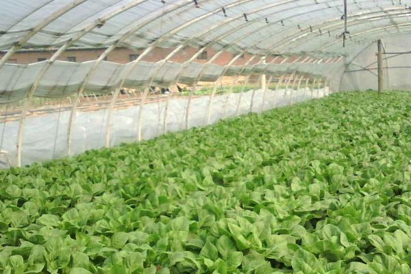 秋高温大棚蔬菜应对措施,及时通风很关键