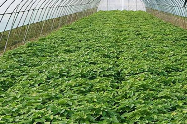 秋高温大棚蔬菜应对措施,及时通风很关键