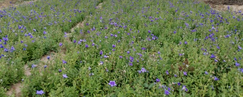 桔梗的种植方法