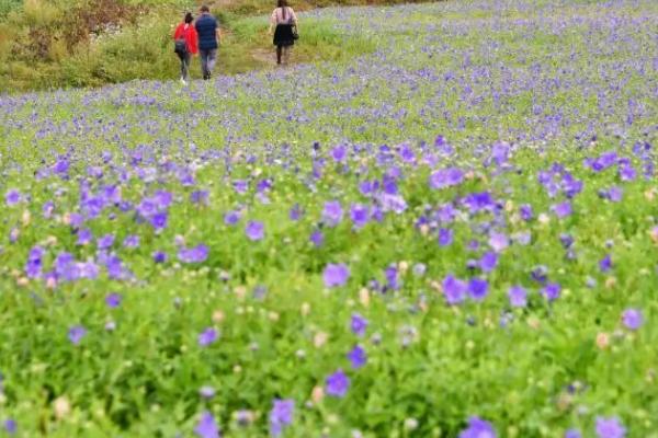 桔梗的种植方法,用种子繁殖